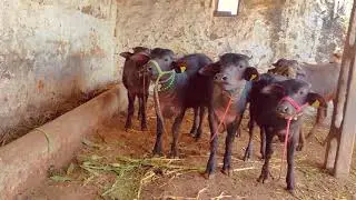 🐂🐂Top class Banni buffal beautiful calf 🐃🐃