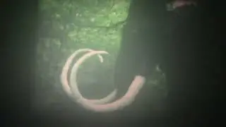 Prehistoric Forest 1982 Catawba Island, Ohio