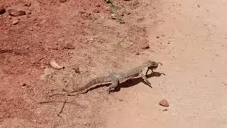 MONITOR LIZARD HUNTING FROG