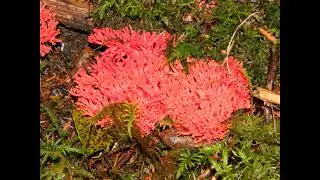 Ramaria araiospora