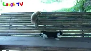 Funniest Monkeys annoying cats