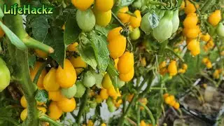 Yellow cherry Tomato plant growing TIPS