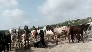 T har desrt ki bakriyoon #goatgoat