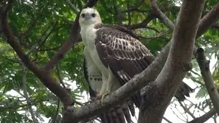 Juvenile CHANGEABLE HAWK-EAGLE (pale morph) drying wings