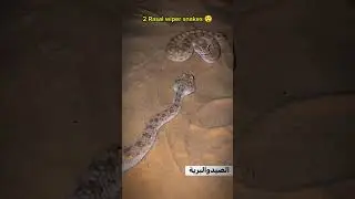 2 Rasal wiper snakes 😲🐍 #music #song #love #discovery #shorts