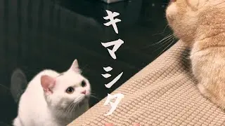 プチ桃源郷『ナー・ランダー』