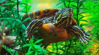 Checking out the Alabama Red Bellied Turtle!!