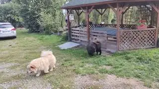 Simba 4 ans