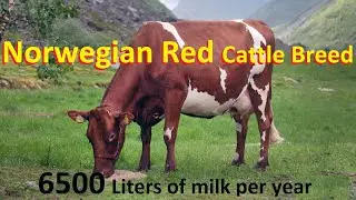 Best Cattle Breed For Milk Production In The World | Norwegian Red Cattle Breed |