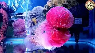 How To Make FlowerHorn Monster Head Kok || Complete Care For Flowerhorn Lover ||Step By Step Process