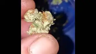 fresh dried mendo breath