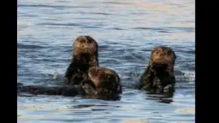 California sea otters: a gap in the Point Reyes ecosystem