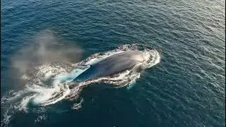Whale Surfacing and Diving | Aerial Ocean Footage | Free Stock Video No Copyright