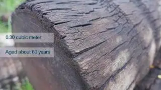 Film on Coconut Wood Canoe