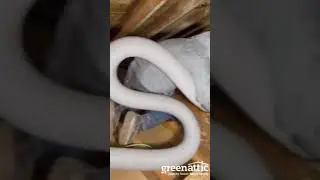 🏡Attic Insulation Removal