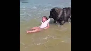 Dogs Protecting Their Owners | Dogs that are better than gun🐕  🥰 🥰