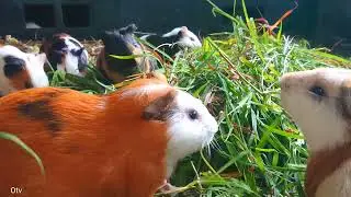 Asmr mukbang guinea pig eating, baby animals asmr, guinea pig favourite food, cute baby guinea pig 