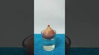 growth of roots in onion#biology experiment#study n skills