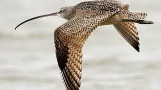 Long-billed Curlew: Large shorebird; extremely long, curved bill; brown plumage; grassland breeder.
