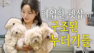 폐업한 펫샵에서 구조된 누더기 4마리 미용했어요 Grooming 4 Rescued Dogs from a Closed Pet Shop