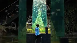 Aquaria KLCC #aquaria #aquarium #klcc #malaysia #kl #fishes #underwater #океанариум #аквариум #рыбы