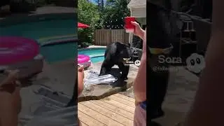 POV: When the Pool Party Gets a Wild VIP Guest 🐻💦