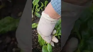 # Home Grow # Celery & Silverbeets # Early Spring
