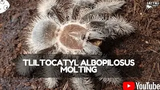 TARANTULA MOLTING #shorts