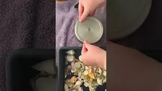 Step 1 course grit | Polishing clam shells in a rock tumbler #rockpolishing