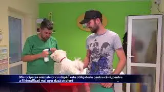 Microciparea obligatorie pentru caini