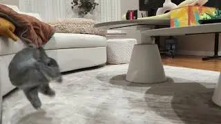 Frank&rsquo;s Epic Bunny Twist! 😂🐰