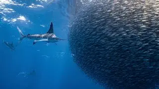 Sardine Bait Ball Chased By Hungry Marlins