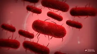 this bacteria is taking over the world | plague inc. evolved