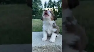Puppy howling ❤️