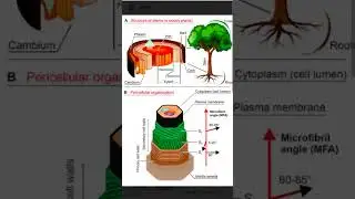 plant wood 🪵 structure