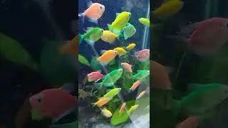 Glow fish Glown tetra fish #glowfish #glowtetra #tetrafish