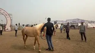 Kathiawari horse - Tapi Horse Show 2026 