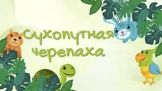 Тайная жизнь домашних животных. Черепаха сухопутная - не быстрый друг