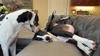 Funny Affectionate Great Dane Tries To Interrupts Sister Dog's Nap But She Successfully Ignores Him