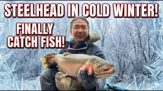 Steelhead in Cold Winter