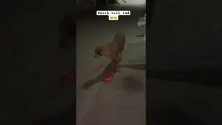 #dog #humanity #doglover #voiceless #love #petlover #animals #help #emotional #motivation