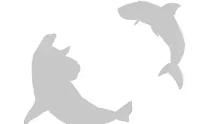 DC2BA: Orca VS Great White Shark