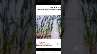 liquid seaweed results (Bcx900) on Barley