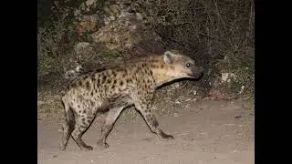 Feed Hyenas in Harar Jugol Islams Fourth Holiest City