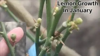 निम्बू का पौधा देख हैरान रह गई 😱| Lemon 🍋 Growth In January | Neembu Mein Itna Phul | Lemon Grow Up