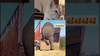 #nobbythecatreacts 😂🥰 #funnyviral #funnycatreaction