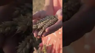 😳 Северный урожай: как потепление изменит карту сельхозземель