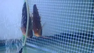 Discus fry 3rd day free swimming - Malta FB Discus Club (Facebook name) part 2