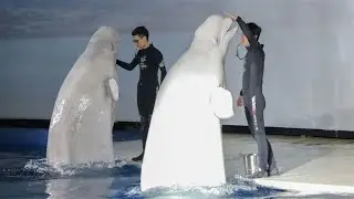 Von China nach Island: Beluga-Wale aus China finden neue Heimat in Island