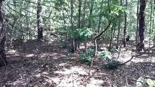 Wild Turkey family in the wild of Maine woods backyard(1)